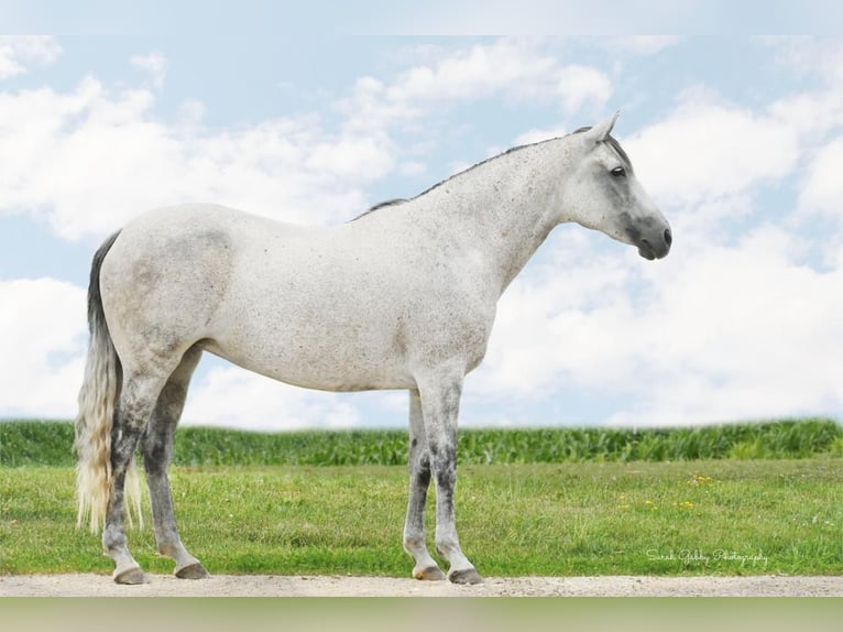 Andalusian Mix Mare 14 years 15 hh Gray in Bellevue, IA