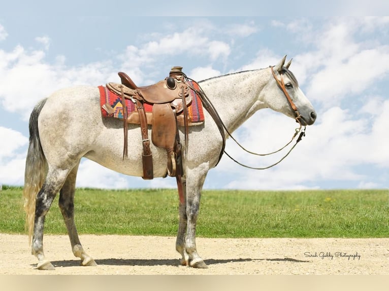 Andalusian Mix Mare 14 years 15 hh Gray in Bellevue, IA