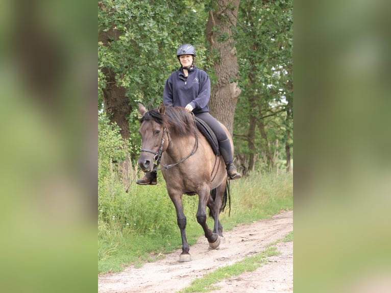 Andalusian Mix Mare 14 years 15 hh Grullo in Ribbesbüttel