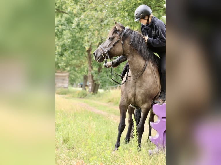 Andalusian Mix Mare 14 years 15 hh Grullo in Ribbesbüttel