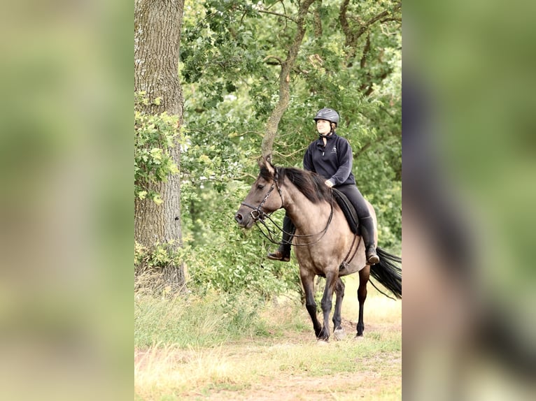 Andalusian Mix Mare 14 years 15 hh Grullo in Ribbesbüttel