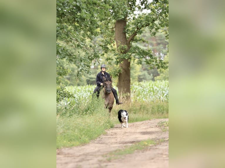 Andalusian Mix Mare 14 years 15 hh Grullo in Ribbesbüttel