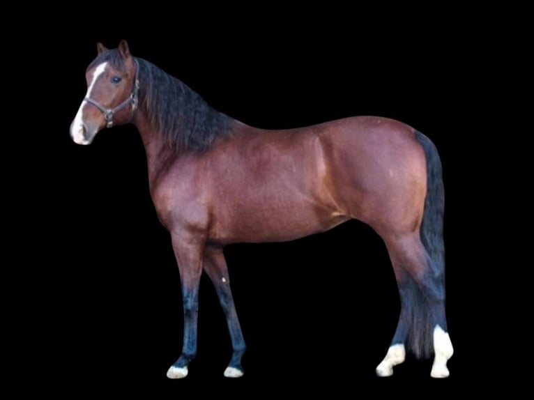 Andalusian Mare 14 years 15,1 hh Bay in Newport