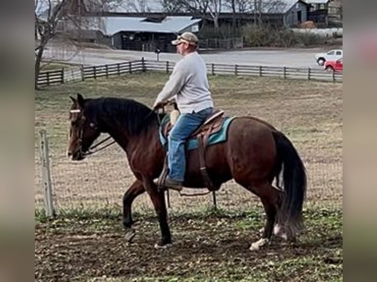 Andalusian Mare 14 years 15,1 hh Bay in Newport