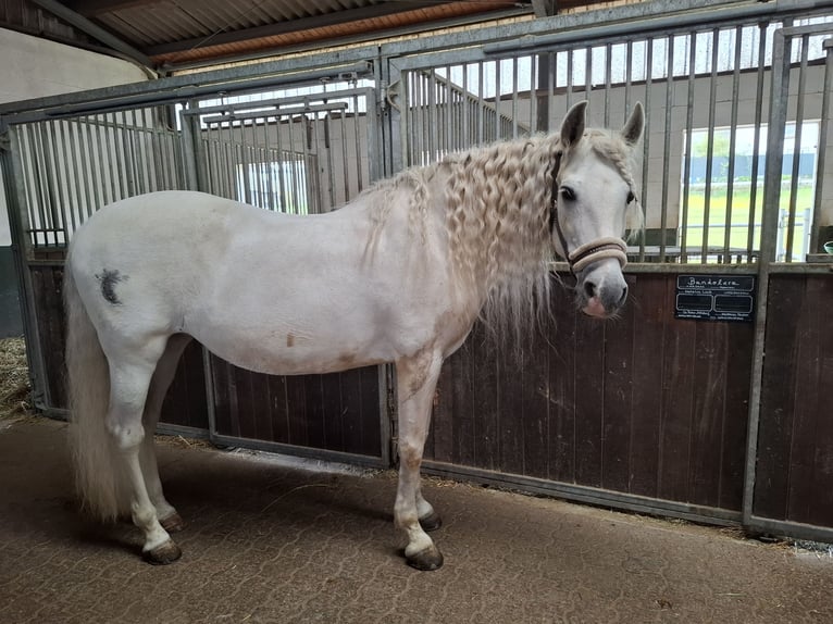 Andalusian Mare 14 years 15,1 hh Gray in Bergisch Gladbach