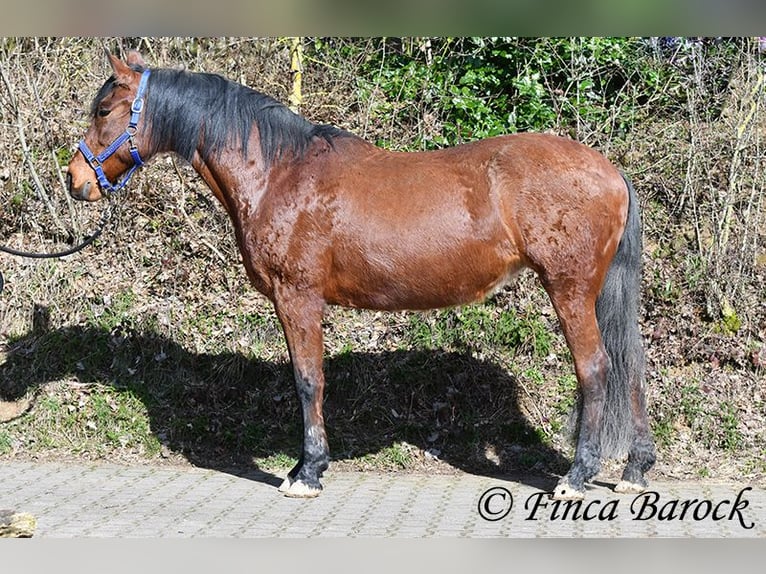 Andalusian Mare 14 years 15,2 hh Brown in Wiebelsheim