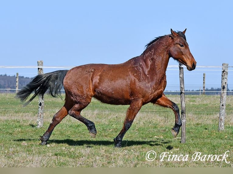 Andalusian Mare 14 years 15,2 hh Brown in Wiebelsheim