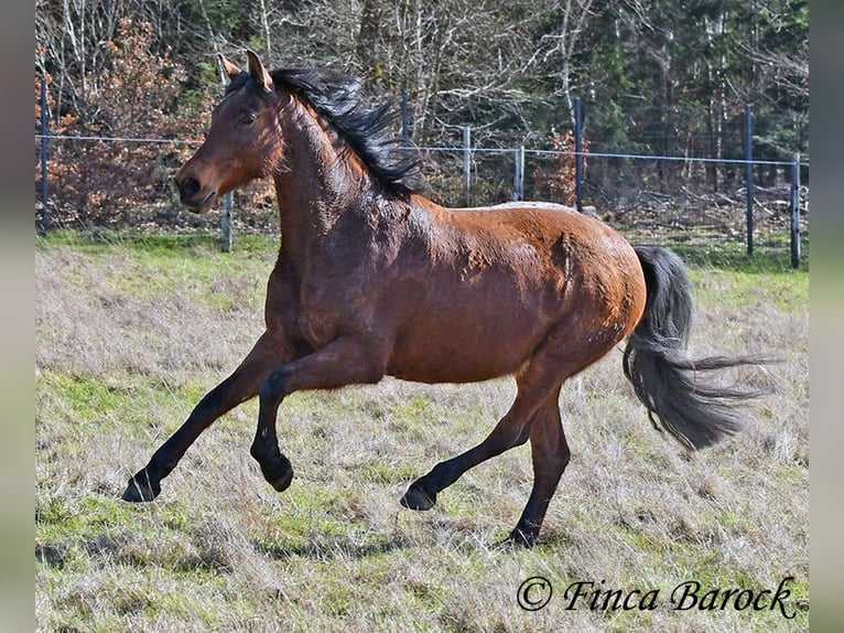 Andalusian Mare 14 years 15,2 hh Brown in Wiebelsheim
