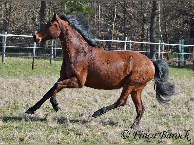 Andalusian Mare 14 years 15,2 hh Brown in Wiebelsheim