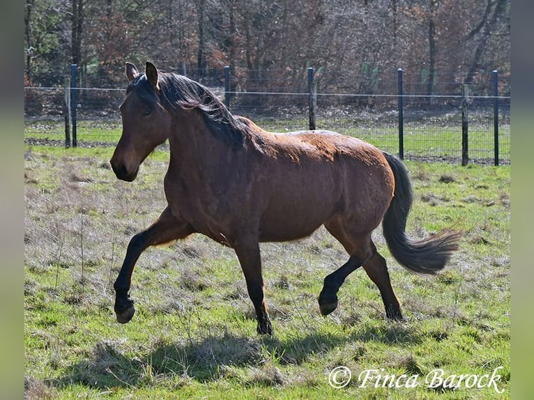 Andalusian Mare 14 years 15,2 hh Brown in Wiebelsheim