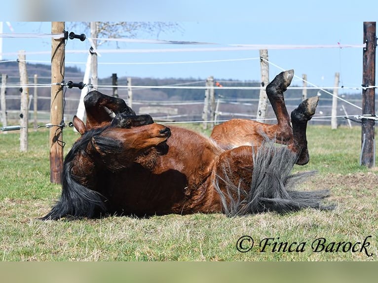 Andalusian Mare 14 years 15,2 hh Brown in Wiebelsheim