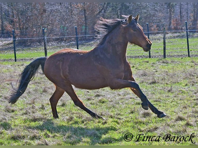 Andalusian Mare 14 years 15,2 hh Brown in Wiebelsheim