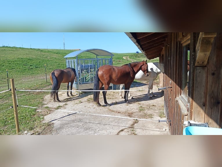 Andalusian Mare 14 years 15,2 hh Brown in Engelsberg