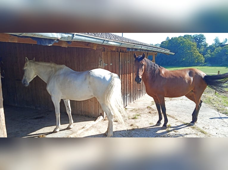 Andalusian Mare 14 years 15,2 hh Brown in Engelsberg