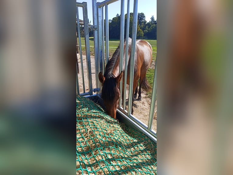 Andalusian Mare 14 years 15,2 hh Brown in Engelsberg