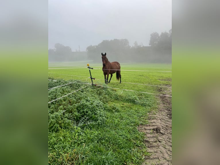 Andalusian Mare 14 years 15,2 hh Brown in Engelsberg