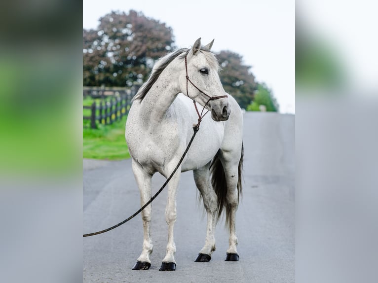 Andalusian Mare 14 years 15,2 hh Gray in Honey Brook, PA