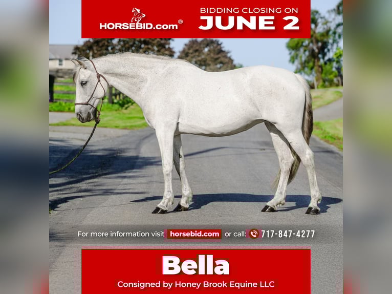 Andalusian Mare 14 years 15,2 hh Gray in Honey Brook, PA
