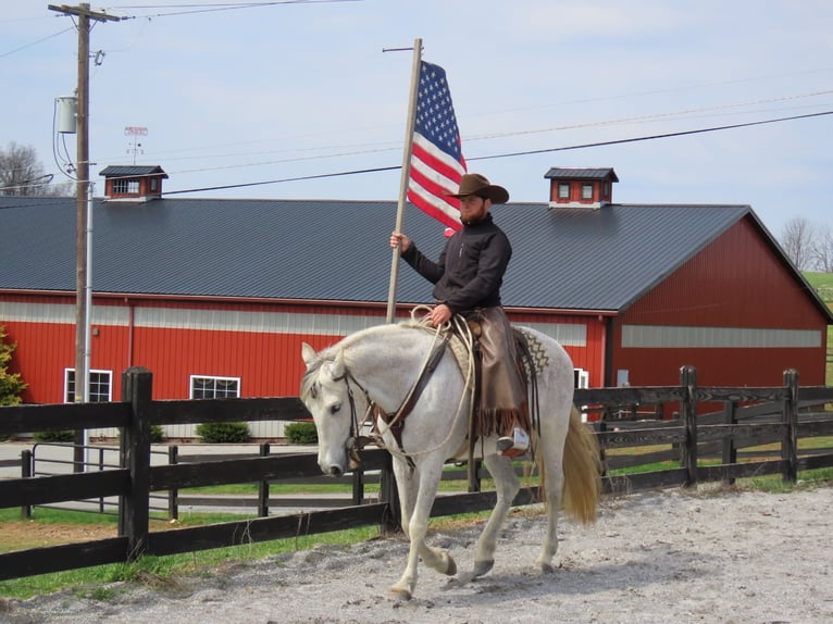 Andalusian Mare 14 years 15,2 hh Gray in Honey Brook, PA