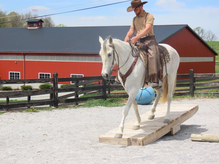 Andalusian Mare 14 years 15,2 hh Gray in Honey Brook, PA