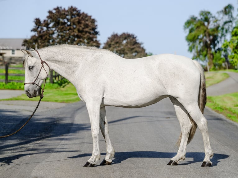 Andalusian Mare 14 years 15,2 hh Gray in Honey Brook, PA