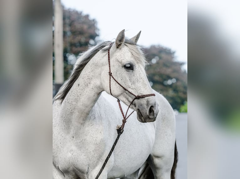 Andalusian Mare 14 years 15,2 hh Gray in Honey Brook, PA