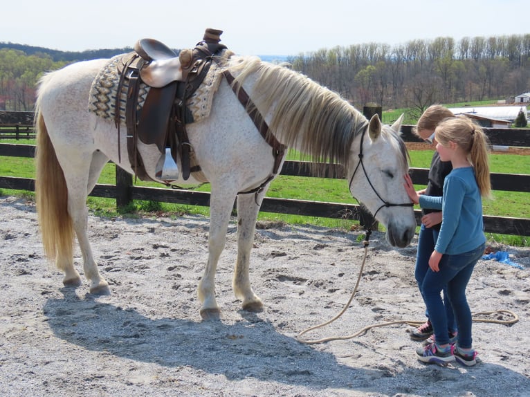 Andalusian Mare 14 years 15,2 hh Gray in Honey Brook, PA