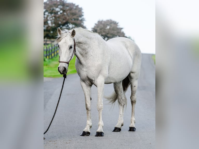Andalusian Mare 14 years 15,2 hh Gray in Honey Brook, PA