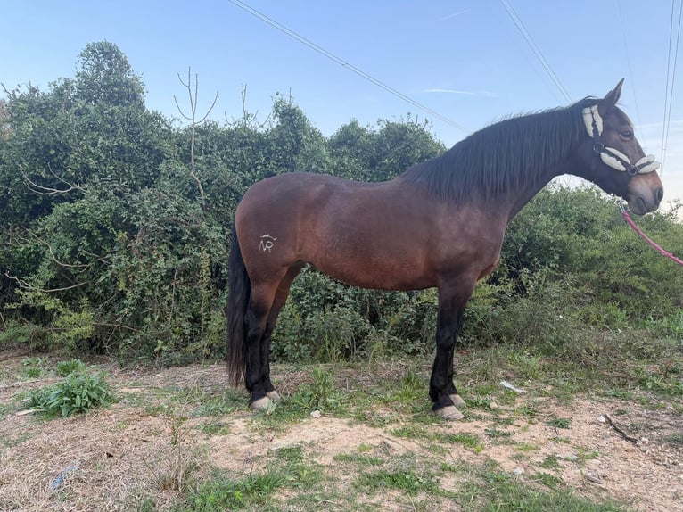 Andalusian Mare 14 years 15,3 hh Bay-Dark in Terrassa