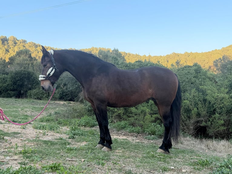 Andalusian Mare 14 years 15,3 hh Bay-Dark in Terrassa