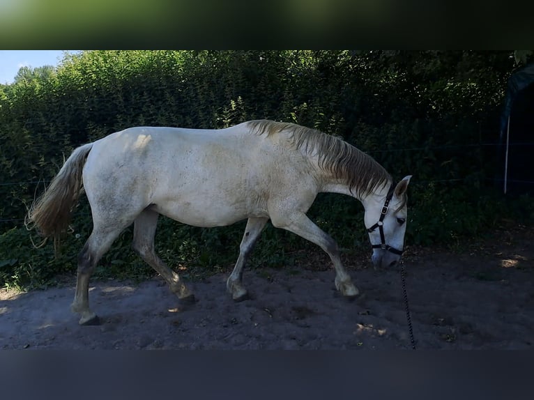 Andalusian Mare 14 years 16 hh  in Bad Endbach