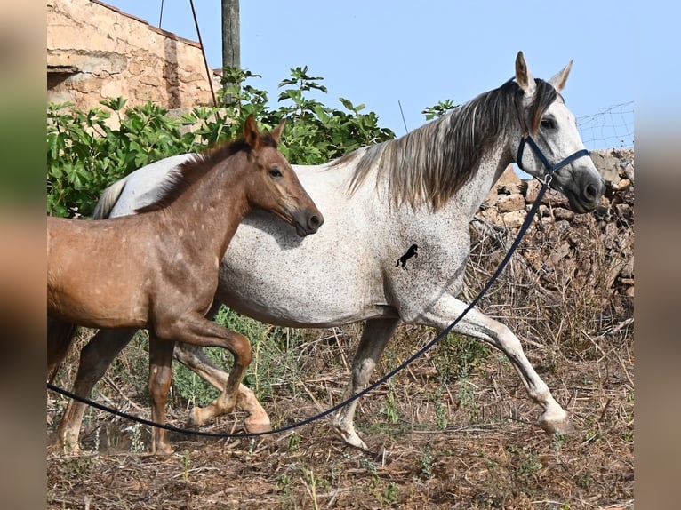 Andalusian Mare 14 years 16 hh Grey in Menorca