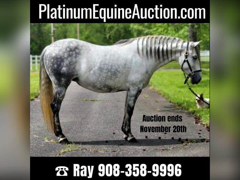 Andalusian Mare 14 years Gray in Monroe Township NJ