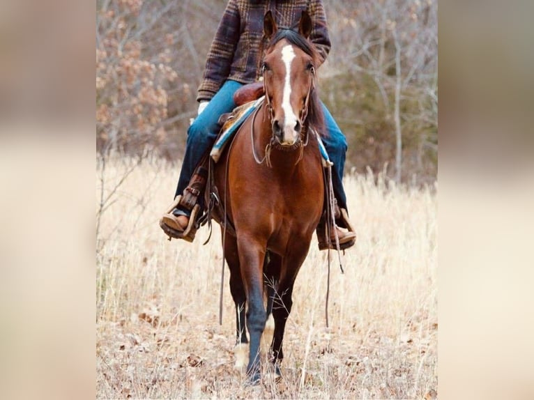 Andalusian Mare 15 years 15.1 hh Bay in Newport