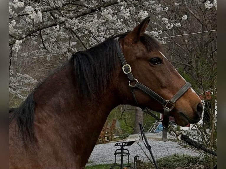 Andalusian Mare 15 years 15.1 hh Bay in Newport