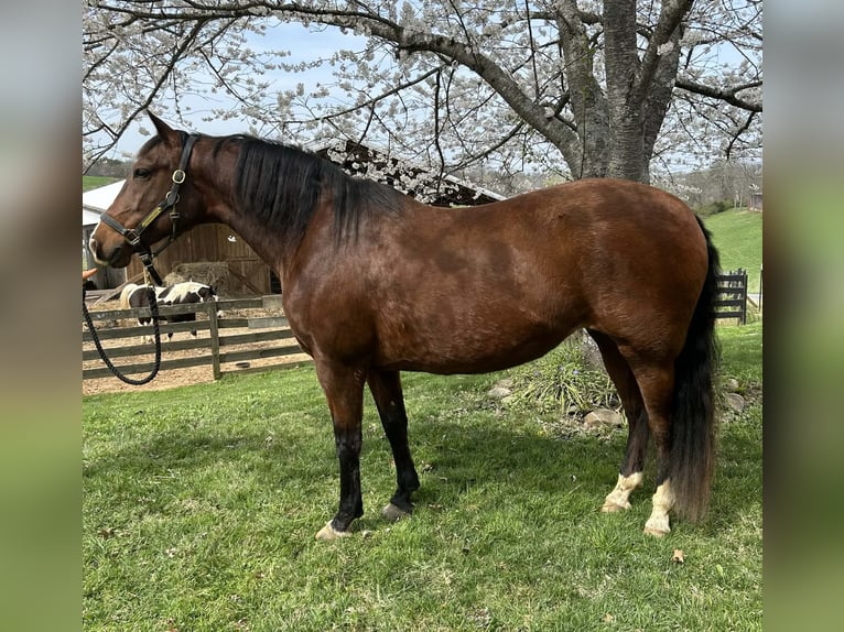 Andalusian Mare 15 years 15.1 hh Bay in Newport