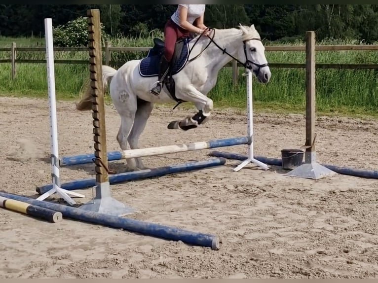 Andalusian Mix Mare 15 years 15.1 hh Grey in Heusden-Zolder