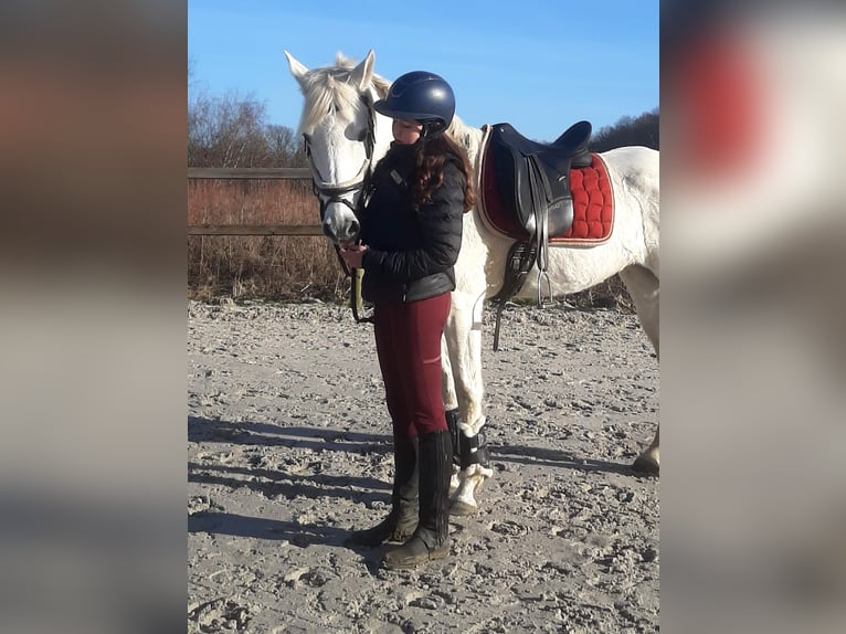 Andalusian Mix Mare 15 years 15.1 hh Grey in Heusden-Zolder