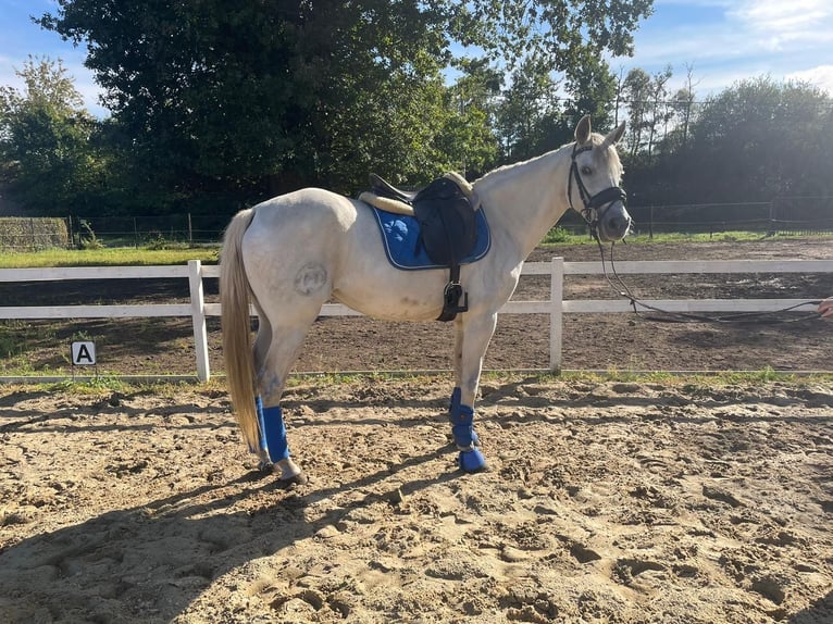 Andalusian Mix Mare 15 years 15.1 hh Grey in Heusden-Zolder