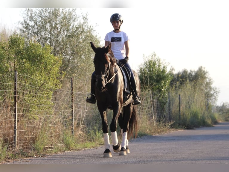 Andalusian Mare 15 years 15,2 hh Black in Valencia