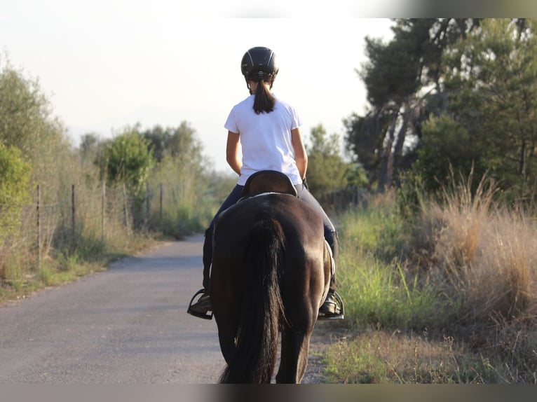 Andalusian Mare 15 years 15,2 hh Black in Valencia