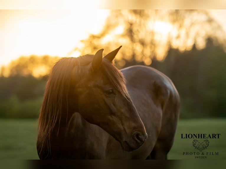 Andalusian Mare 15 years 15 hh Brown in Hassleholm