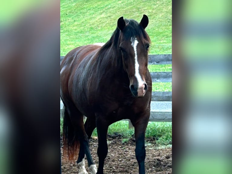 Andalusian Mare 15 years 15,1 hh Bay in Newport