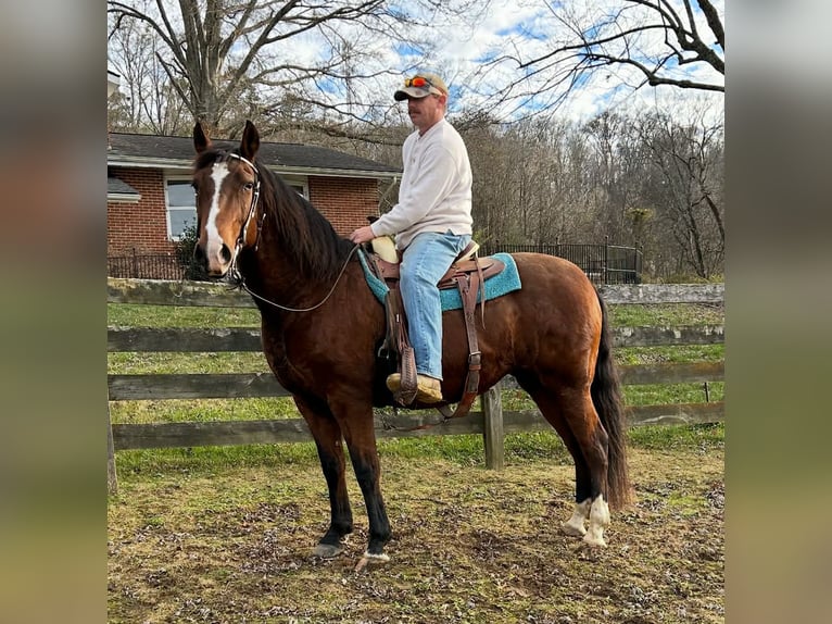 Andalusian Mare 15 years 15,1 hh Bay in Newport