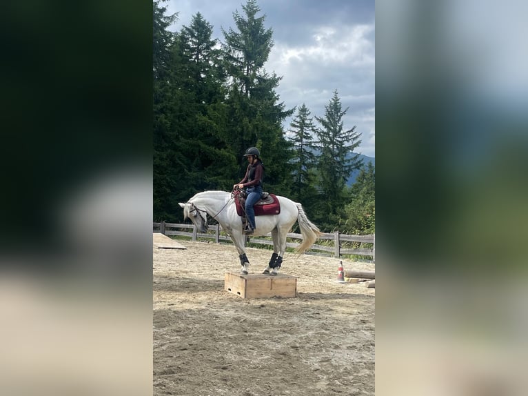 Andalusian Mix Mare 15 years 15,1 hh Grey in St. Lorenzen