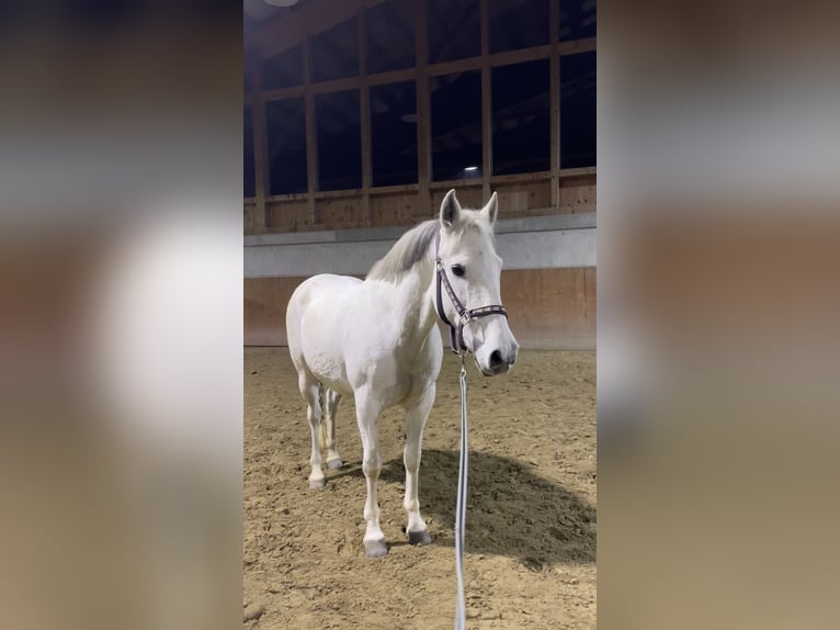 Andalusian Mix Mare 15 years 15,1 hh Grey in St. Lorenzen