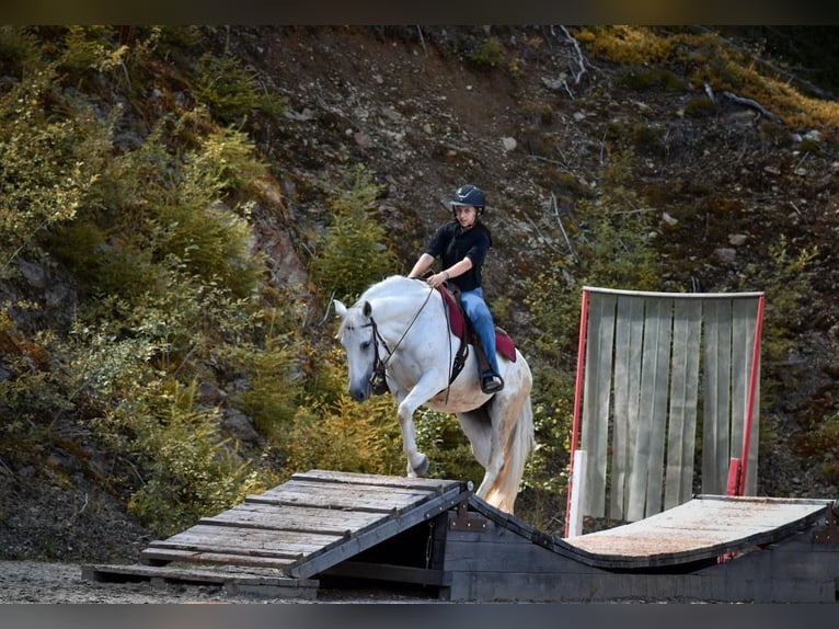 Andalusian Mix Mare 15 years 15,1 hh Grey in St. Lorenzen