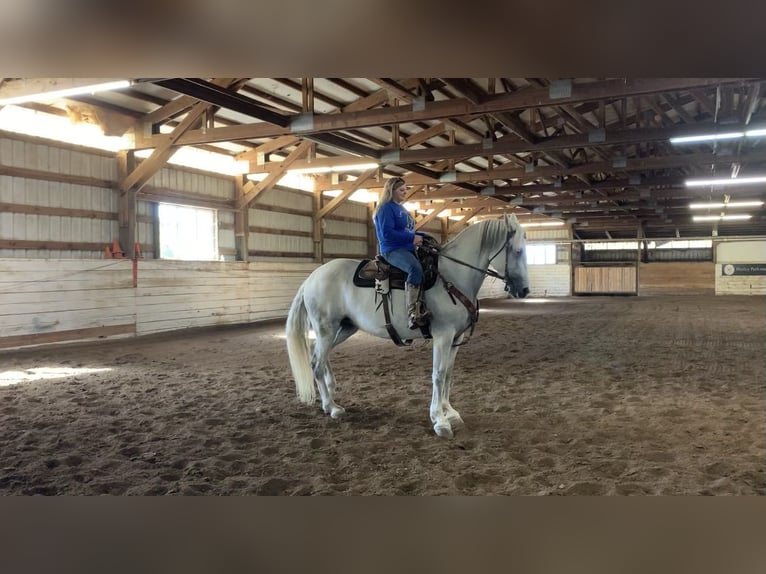 Andalusian Mix Mare 15 years 16 hh Gray in Fulton