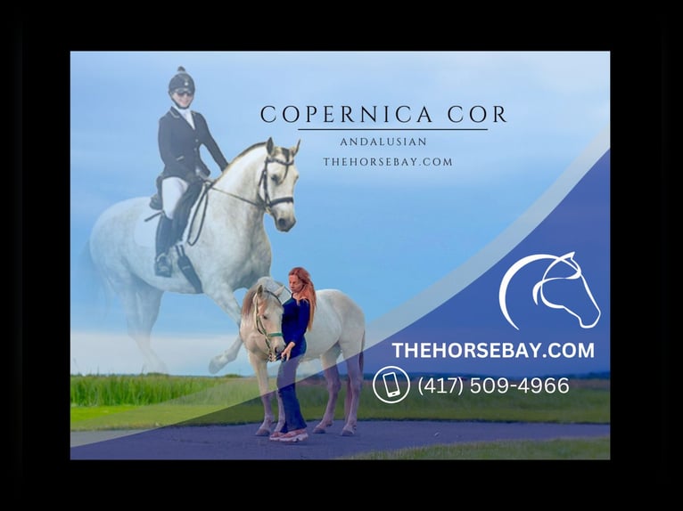 Andalusian Mare 15 years 16 hh Grey in Ringoes, NJ