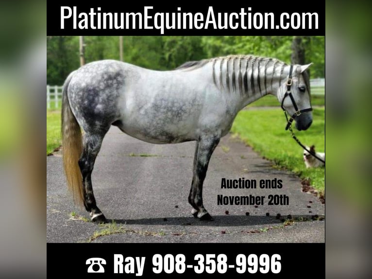 Andalusian Mare 15 years Gray in Monroe Township NJ